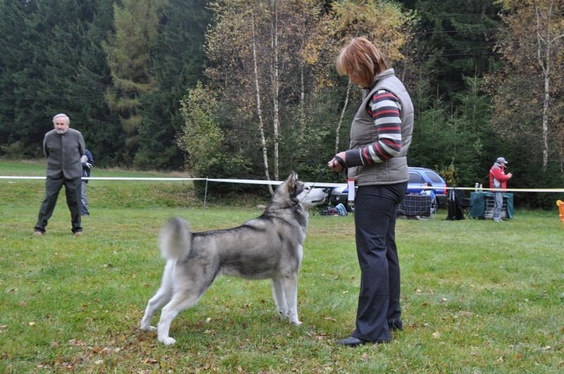 16.10.2010 KSP Speciality show, Exc.1; 3 years old
